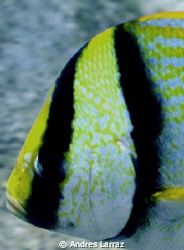 PORKFISH by Andres Larraz 